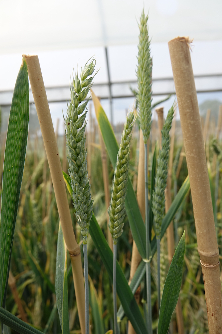 Wheat Sequencing Consortium is Producing New Tools for Wheat Breeders
